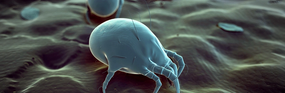 Illustration of a dust mite