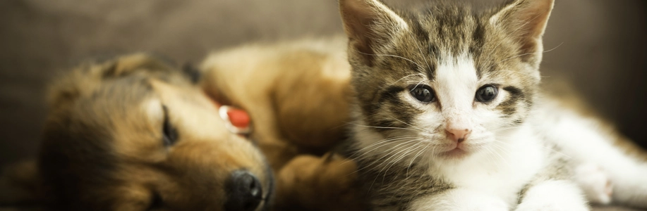 Kitten in foreground while dog sleeps in back