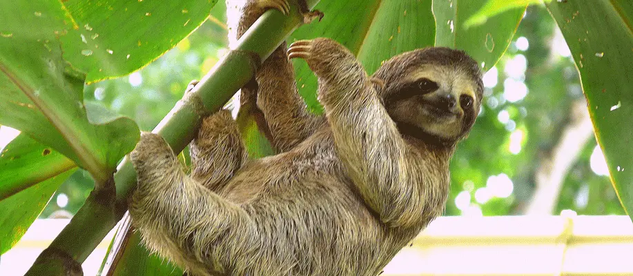 Sloth hanging from tree